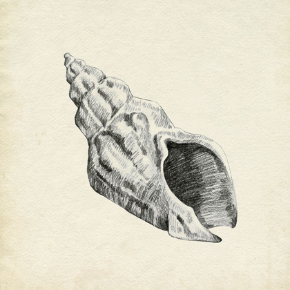 Picture of SEASHELL PENCIL SKETCH II