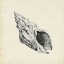 Picture of SEASHELL PENCIL SKETCH II