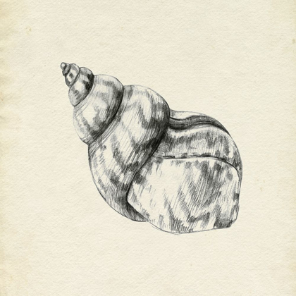 Picture of SEASHELL PENCIL SKETCH III