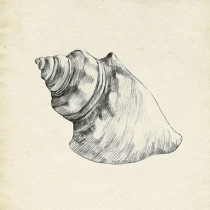 Picture of SEASHELL PENCIL SKETCH IV