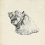 Picture of SEASHELL PENCIL SKETCH IV