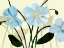 Picture of BLUE POPPIES I