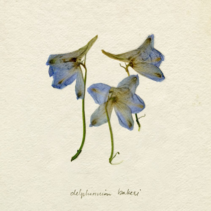 Picture of PRESSED BLUE DELPHINIUM I