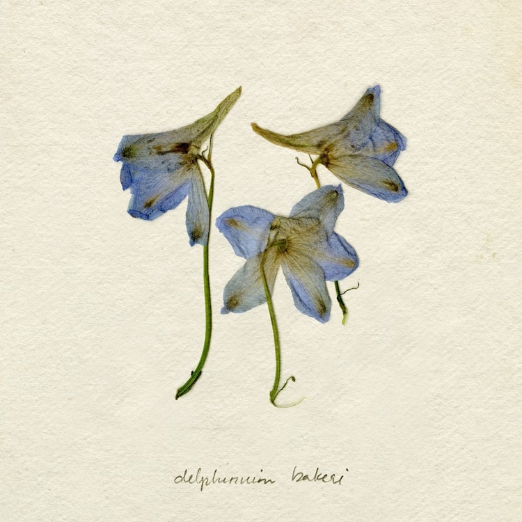 Picture of PRESSED BLUE DELPHINIUM I