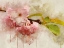 Picture of BLOSSOM ELEGANCE I