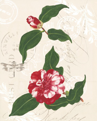 Picture of DIANNES CAMELIAS I