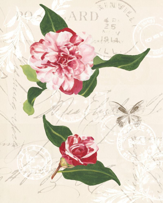 Picture of DIANNES CAMELIAS II