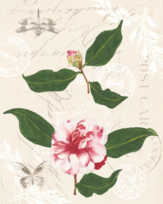 Picture of DIANNES CAMELIAS III