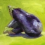 Picture of AUBERGINE