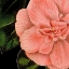 Picture of DRAMATIC CAMELLIA I