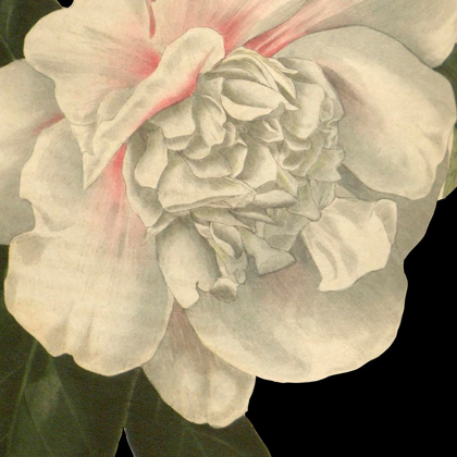 Picture of DRAMATIC CAMELLIA II