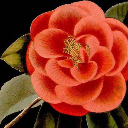 Picture of DRAMATIC CAMELLIA III