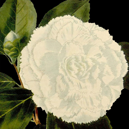 Picture of DRAMATIC CAMELLIA IV