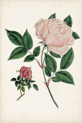 Picture of VINTAGE ROSE CLIPPINGS I
