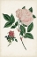 Picture of VINTAGE ROSE CLIPPINGS I