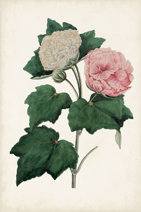 Picture of VINTAGE ROSE CLIPPINGS II