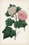 Picture of VINTAGE ROSE CLIPPINGS II