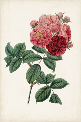 Picture of VINTAGE ROSE CLIPPINGS III