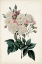 Picture of VINTAGE ROSE CLIPPINGS IV