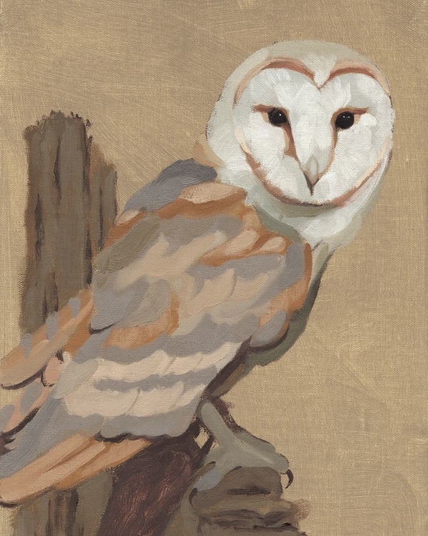 Picture of COMMON BARN OWL PORTRAIT I