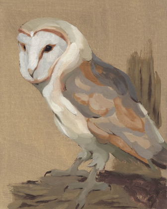 Picture of COMMON BARN OWL PORTRAIT II