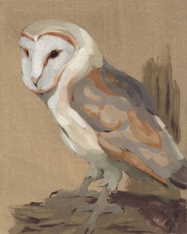 Picture of COMMON BARN OWL PORTRAIT II