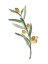 Picture of SWEET OLIVE BRANCH III