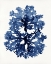 Picture of INDIGO OCEAN I