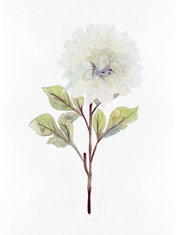 Picture of WHITE BLOSSOM I