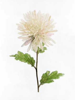 Picture of WHITE BLOSSOM IV