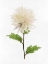 Picture of WHITE BLOSSOM IV