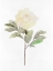 Picture of WHITE BLOSSOM V