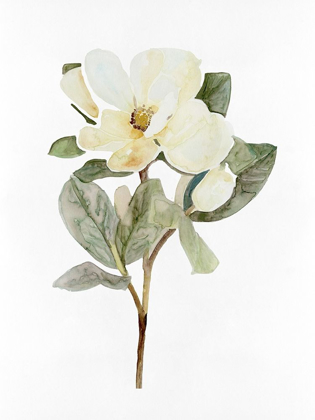 Picture of WHITE BLOSSOM VI