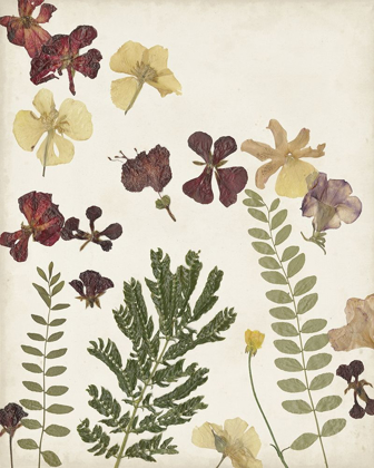 Picture of PRESSED FLOWER ARRANGEMENT I