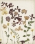 Picture of PRESSED FLOWER ARRANGEMENT III