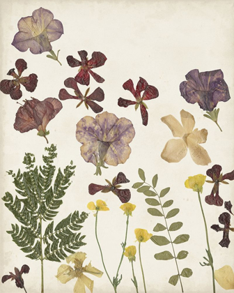 Picture of PRESSED FLOWER ARRANGEMENT IV