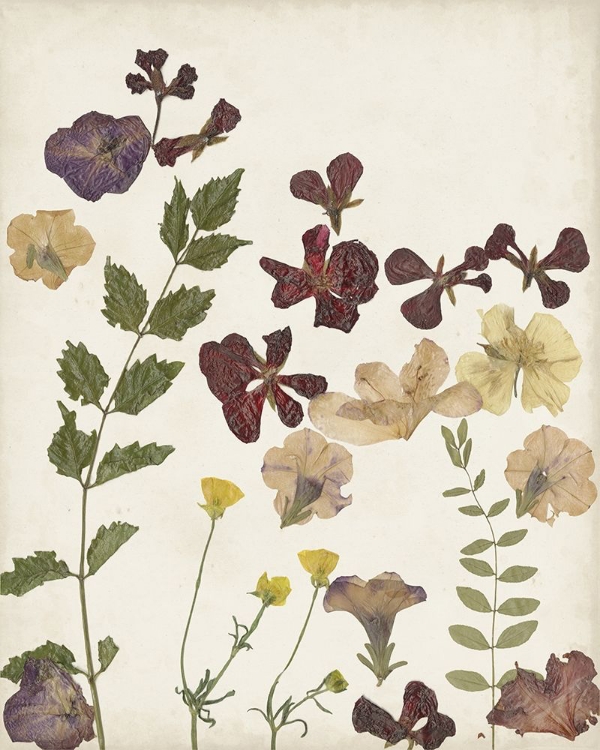 Picture of PRESSED FLOWER ARRANGEMENT V