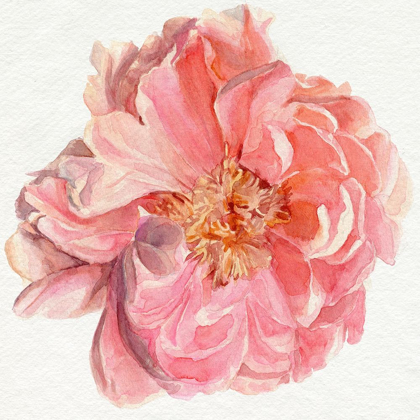 Picture of BLOSSOMED PEONY I