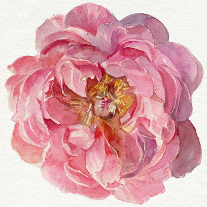 Picture of BLOSSOMED PEONY II