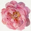 Picture of BLOSSOMED PEONY II