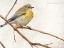 Picture of ON THE BRANCH III