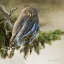 Picture of ON THE BRANCH VI