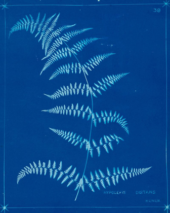 Picture of CYANOTYPE FERNS I