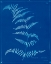 Picture of CYANOTYPE FERNS I