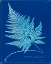 Picture of CYANOTYPE FERNS II
