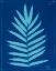 Picture of CYANOTYPE FERNS III
