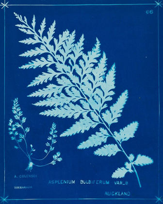 Picture of CYANOTYPE FERNS IV
