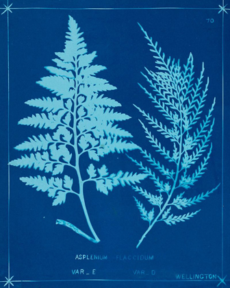 Picture of CYANOTYPE FERNS V