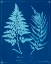 Picture of CYANOTYPE FERNS V