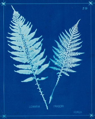 Picture of CYANOTYPE FERNS VI